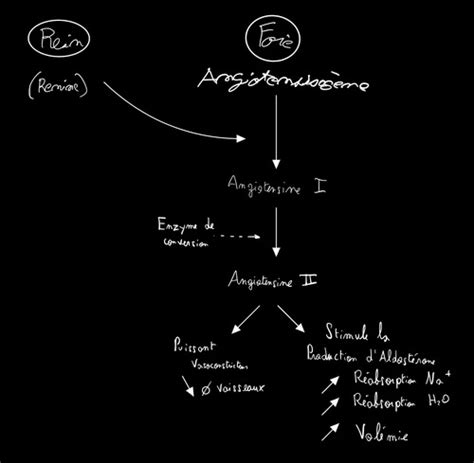 Anatomie Appareil Urinaire Cartes Quizlet