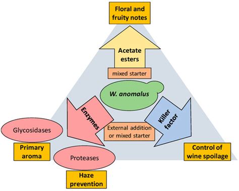 Challenges Of The Non Conventional Yeast Wickerhamomyces Anomalus In