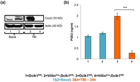 Cox2 Signaling Requires Dclk1 Expression In The Intestinal Epithelial