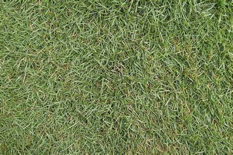 Best Types Of Grass For Houston Lawns Best Pick Reports