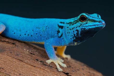 Blue Gecko Stock Photos, Pictures & Royalty-Free Images - iStock