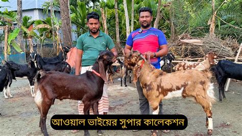 আওয়াল ভাইয়ের সুপার কালেকশন। সবচেয়ে কমদামে বিগ সাইজের খামার উপযোগী