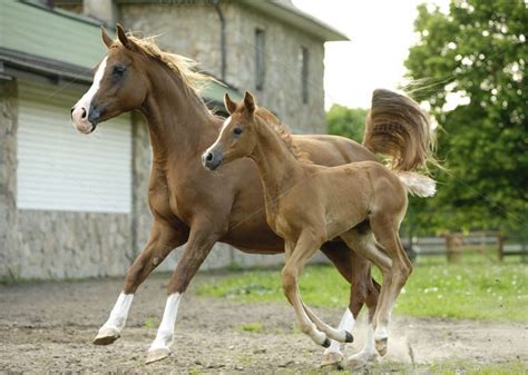 Arabian horse mare and foal running | Arabian horse, Horses, Free horses