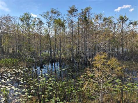 Florida Swamp Stock Image Image Of National Edge Color 105826061