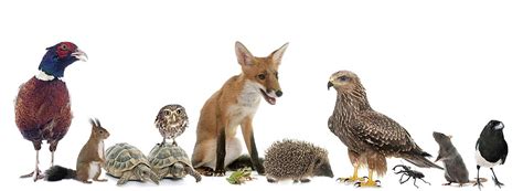 Wild Animals In Group Background Images Hd Pictures And Wallpaper For