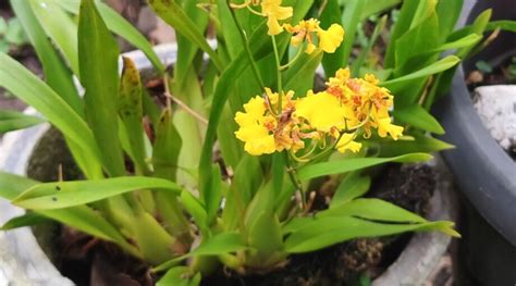 How To Plant Grow And Care For Oncidium Orchids