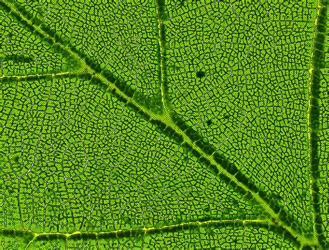 Chlorophyll-System of a leaf | Chlorophyll System eines Blat… | Flickr