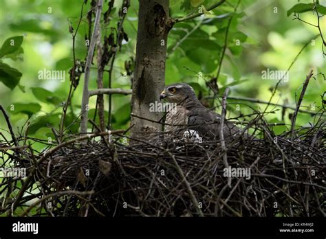 Sparviero Sperber Accipiter Nisus La Hembra Adulta De Cuidar Sus