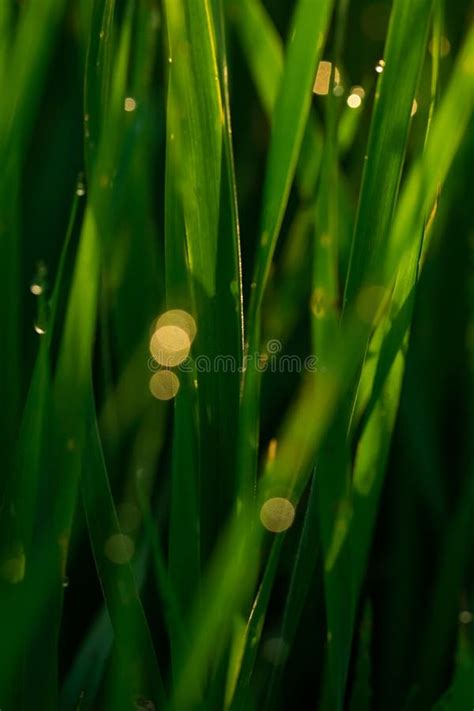 Grama Verde Gotas De Orvalho No Close Up Do Nascer Do Sol Em Um