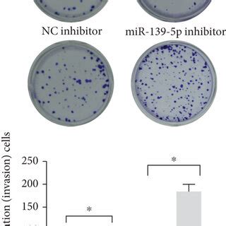 Mir P Inhibits Luad Cell Proliferation Migration And Invasion