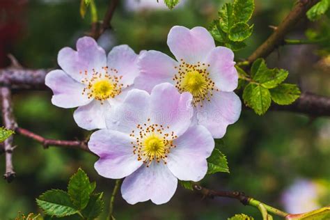 Roze Bloemen Roze Heupen Op De Struik Drijvende Hondroos Stock Foto