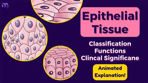 Epithelial Tissue Classification Functions Clinical Significance Histology Animated