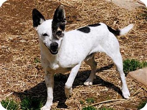 Hagerstown, MD - Rat Terrier/Australian Cattle Dog Mix. Meet JACKAROO a ...