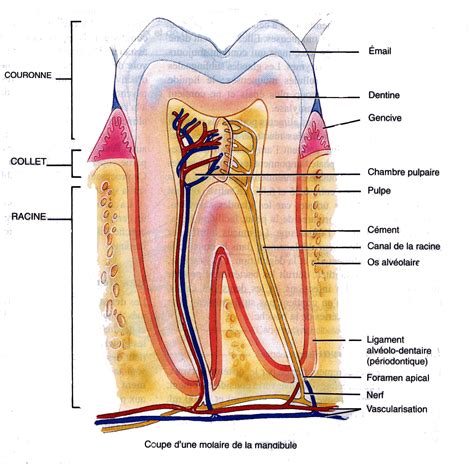 Endodontie Sous Microscope Centre Implant Maurice