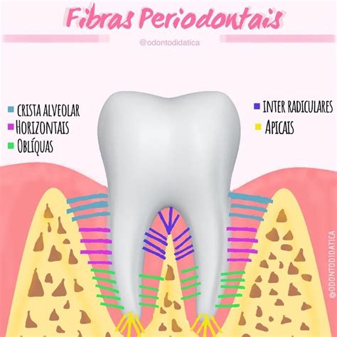 Odonto Did Ticas Instagram Profile Post Fibras Do Periodonto De