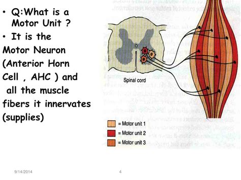 PPT - Physiology of the Motor Unit PowerPoint Presentation, free download - ID:4380452