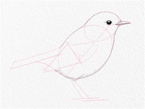 How To Draw A Bird Easy Step By Step For Beginners Infoupdate Org