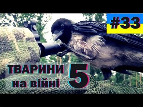Тварини на війні - 5 збірка, меми, гумор, краще з тіктоку - YouTube