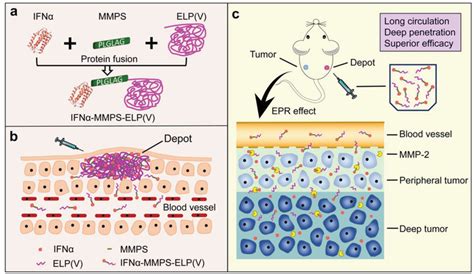 A Genetic Engineering Of A Body Temperature‐responsive And Download Scientific Diagram