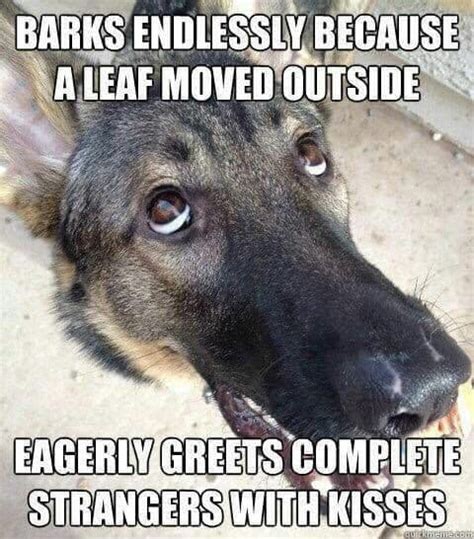 Are German Shepherds Crazy