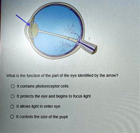 What Is The Function Of The Part Of The Eye Identified By The Arrow It