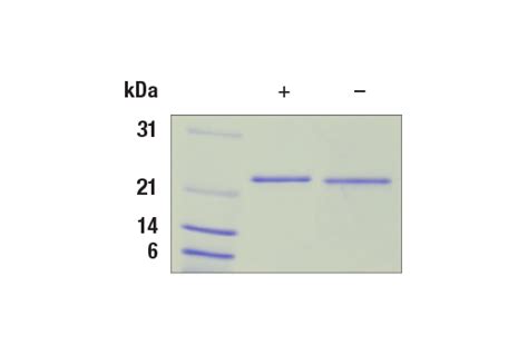 Mouse Sonic Hedgehog Shh Recombinant Protein Cell Signaling Technology