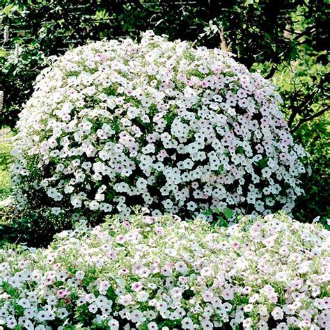 Petunia 'Tidal Wave Silver' F1 - Seeds | Suttons