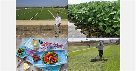 We Believe That Watercress Will Be Successful In Spain