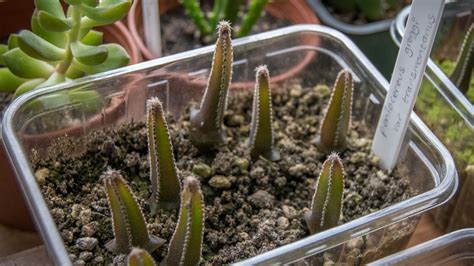 My Cacti Seedlings From My How To Grow Cacti From Seed Video Update