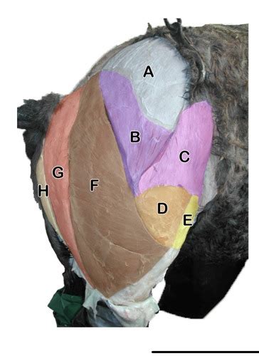 Equine Anatomy HINDLIMB Flashcards Quizlet