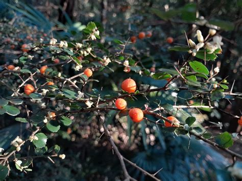 Orange Thorn From Mount Keira Nsw Australia On September