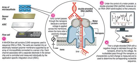 Nueve abrelatas terremoto oxford nanopore sequencing Ananiver Hubert Hudson Derritiendo