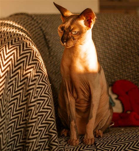 Best Cat Food For Sphynx Best Reviews Hickory Food