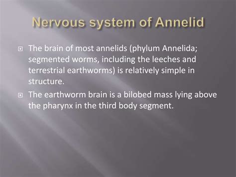 Segmented Nervous System In Annelidspptx