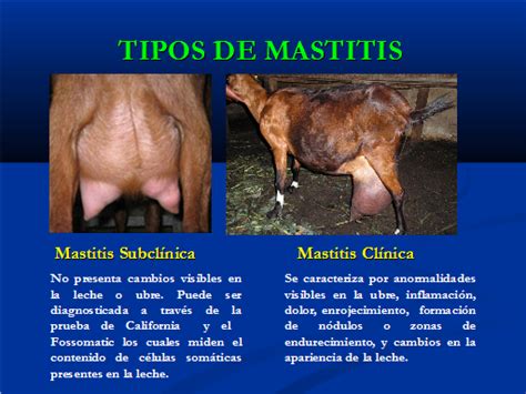 Mastitis Caprina Diagnóstico Y Control