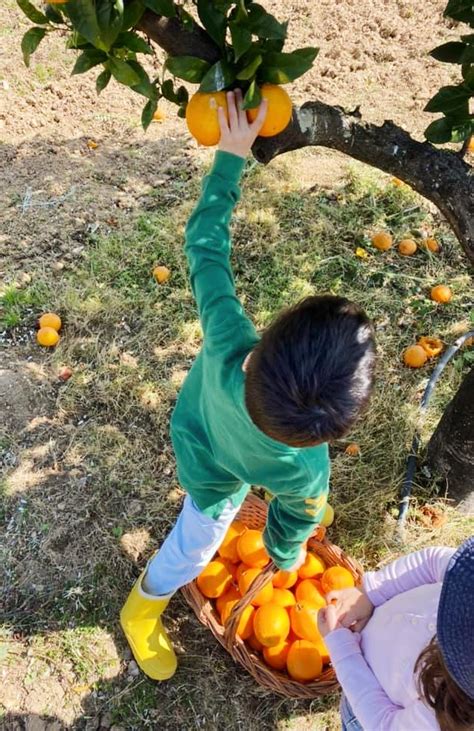 Gua Detox De Laranja Canela E Hortel A Despedida Da Poca Das Laranjas