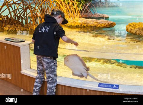 Shark And Ray Touch Tank New England Aquarium Boston Massachusetts