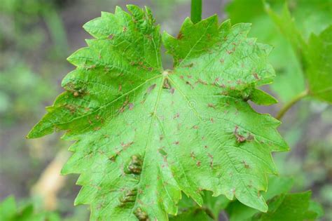 Anthracnose Of Grapes Fungus Disease A Close Up Of A Grape Vine Leaf