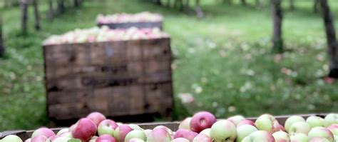 Les D Fis De La Fabrication Du Cidre Bi Res Et Plaisirs