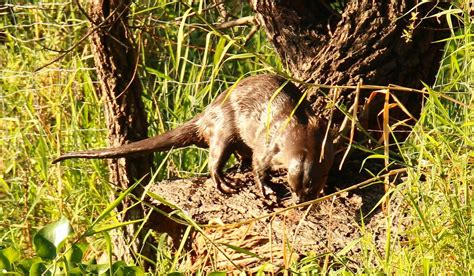 Nutria de río desde La Vega Jalisco el domingo 26 de noviembre de