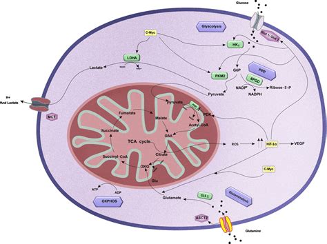 Schematic Illustration Of The Metabolic Reprogramming In Thyroid Cancer