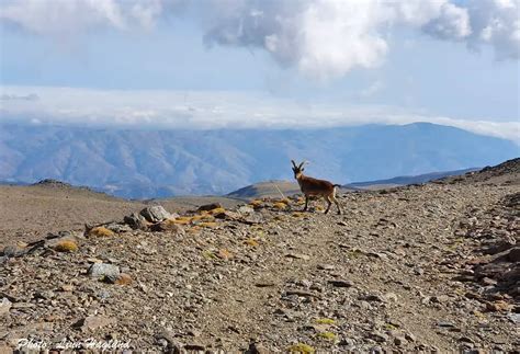 Complete Mulhacen hiking guide: The top of the Iberian Peninsula!