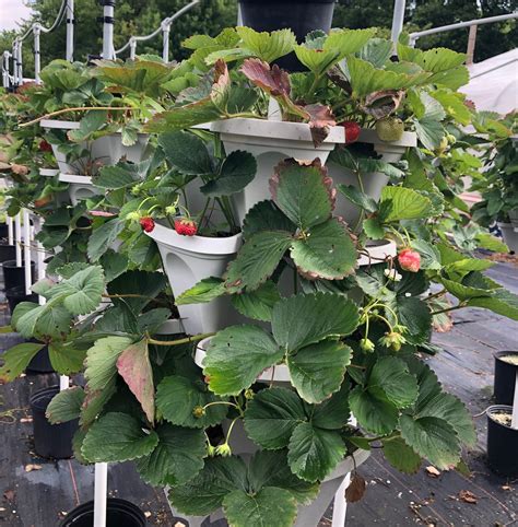 Planting Strawberries In The Spring