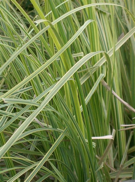 How To Grow Pampas Grass An Ornamental Grass Dengarden