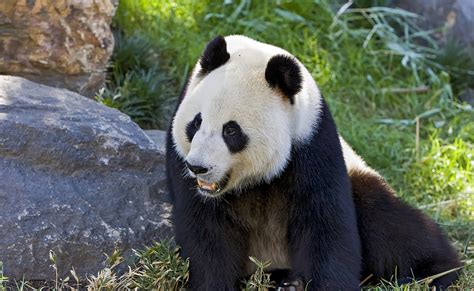 Qui Sont Les Pr Dateurs Du Panda