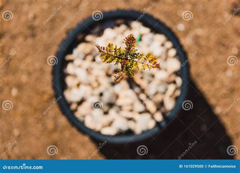 Jacaranda Tree Pot Stock Photos Free And Royalty Free Stock Photos From