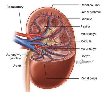 Nu Module Renal Gu Perineal Pelvic Procedures Flashcards