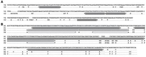 A Sequence Alignment Of Vrn Rnai Trigger Sequence V And Of The