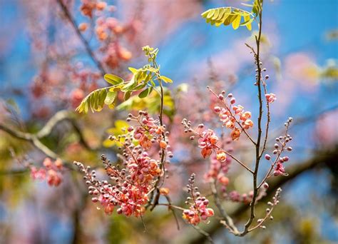 Pink Shower Tree Cassia Grandis Free Photo On Pixabay