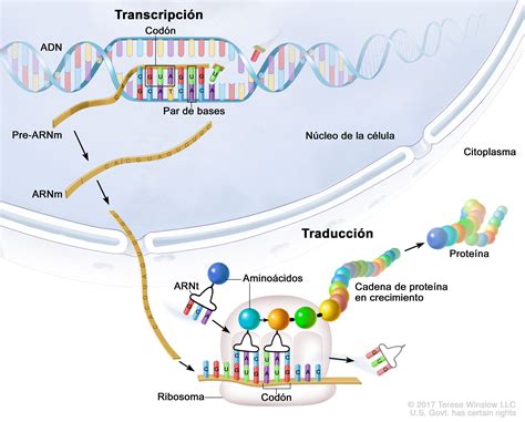 ADN Y ARN FUNCIONES DEL ADN ARN